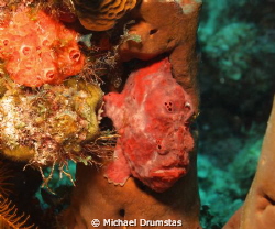 Frog Fish F8, 1/60th,iso100 w/strobe. Shot taken off West... by Michael Drumstas 